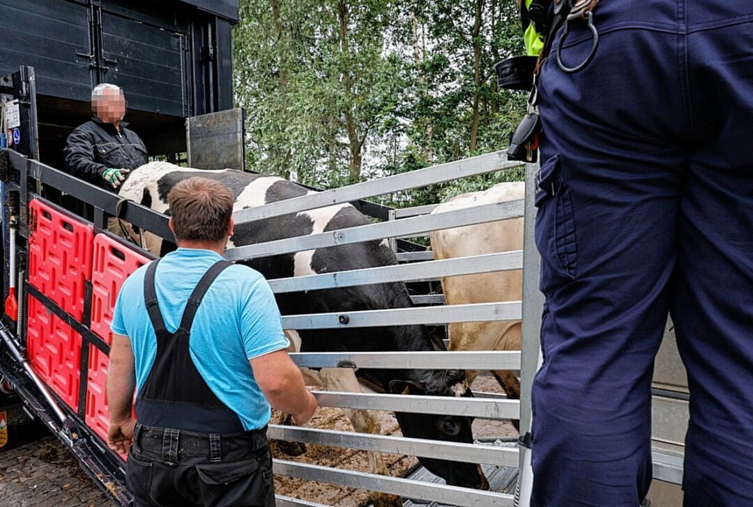 Tiertransporte in der Kritik: Verstöße gegen Tierschutzverordnungen - Tierquälerei aufgedeckt: Skandal um überladenen Tiertransport. Foto: Harry Härtel/ Härtelpress