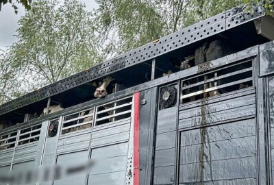 Tiertransporte in der Kritik: Verstöße gegen Tierschutzverordnungen - Tierquälerei aufgedeckt: Skandal um überladenen Tiertransport. Foto: Harry Härtel/ Härtelpress