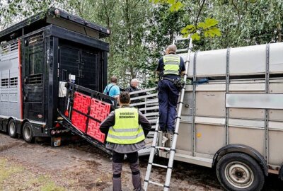 Tiertransporte in der Kritik: Verstöße gegen Tierschutzverordnungen - Gemeinsam mit dem Veterinäramt Mittelsachsen führte die Verkehrspolizeiinspektion Chemnitz Tiertransportkontrollen durch. Foto: Harry Härtel/ Härtelpress