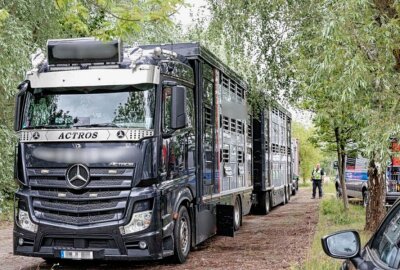 Tiertransporte in der Kritik: Verstöße gegen Tierschutzverordnungen - Tierquälerei aufgedeckt: Skandal um überladenen Tiertransport. Foto: Harry Härtel/ Härtelpress