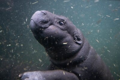 Toni auf Tauchgang - Mini-Zwergflusspferd im tiefen Wasser - Das Abstoßen und Auftauchen klappt bei Toni schon gut. 