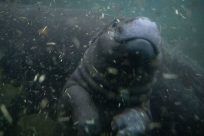 Toni auf Tauchgang - Mini-Zwergflusspferd im tiefen Wasser - Das Wasser in Tonis Innenbecken ist etwa 1,80 Meter tief. 