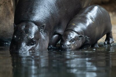 Toni auf Tauchgang - Mini-Zwergflusspferd im tiefen Wasser - Mutter Debbie ist immer in der Nähe von Toni. 