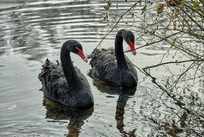 Trauer um schwarzen Schwan: War es ein Wildtier-Riss? - Ob ein neuer Trauerschwan in das Tiergehege einziehen wird, ist aktuell noch unklar. Foto: Archivfoto der Trauerschwäne