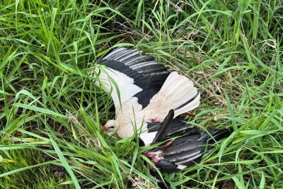 Trauriger Verlust: Storchenmama in Chemnitz-Wittgensdorf wirft Jungtier aus dem Nest - Im Chemnitzer Ortsteil Wittgensdorf sorgte in den vergangenen Tagen ein verletzter Storch für Aufregung und Einsatzbereitschaft bei den örtlichen Tierrettern.