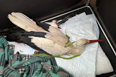 Trauriger Verlust: Storchenmama in Chemnitz-Wittgensdorf wirft Jungtier aus dem Nest - Dadurch wurde über die Facebook-Notfallgruppe für Wildtiere/Wildvögel einen Aufruf gestartet und die Bevölkerung dort um Mithilfe gebeten.