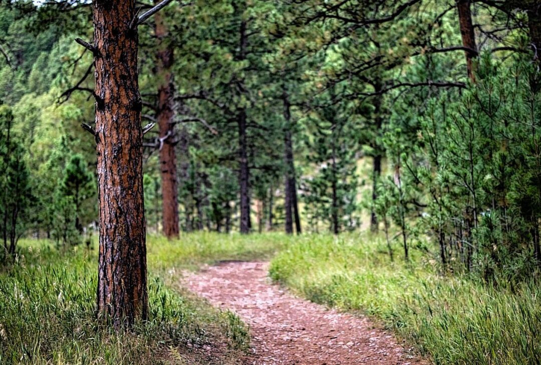 Trotz großer Schäden: Sachsens Wälder zeigen positive Entwicklungen - Symbolbild. Foto: Pixabay / Travis Brown