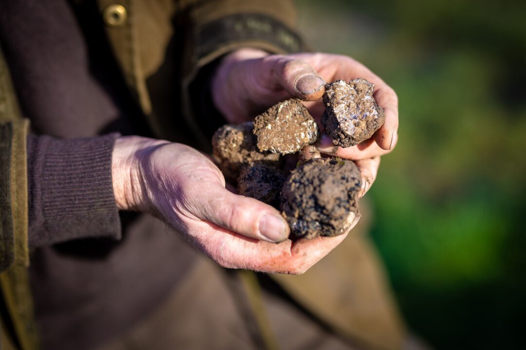 Trüffelgenuss perfekt: Tipps für den Kauf und die Zubereitung der exklusiven Delikatesse - Frisch geerntet: Ein Trüffelbauer hält das "schwarze Gold" in den Händen.  