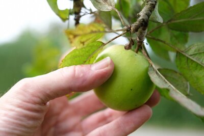 Überhängende Früchte am Zaun: Welche Regeln gelten? - Reicht Nachbars Apfelbaum bis auf Ihr Grundstück? Dann dürfen Sie die Früchte trotzdem nicht einfach ernten.