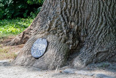 Überraschung in Zittau: Mini-Baum-WC lockt Besucher an - In Zittau werden Spaziergänger von einer Miniatur-Toilette in einem Baum überrascht. Foto: xcitepress