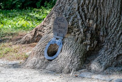 Überraschung in Zittau: Mini-Baum-WC lockt Besucher an - In Zittau werden Spaziergänger von einer Miniatur-Toilette in einem Baum überrascht. Foto: xcitepress