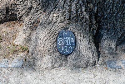 Überraschung in Zittau: Mini-Baum-WC lockt Besucher an - In Zittau werden Spaziergänger von einer Miniatur-Toilette in einem Baum überrascht. Foto: xcitepress