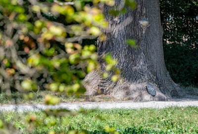 Überraschung in Zittau: Mini-Baum-WC lockt Besucher an - In Zittau werden Spaziergänger von einer Miniatur-Toilette in einem Baum überrascht. Foto: xcitepress