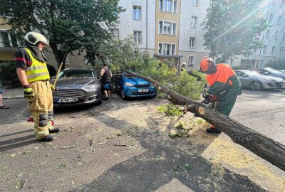 Umgestürzter Baum verursacht hohen Sachschaden - Am Montagabend hat ein umgestürzter Baum einen hohen Sachschaden angerichtet. Foto: xcitepress