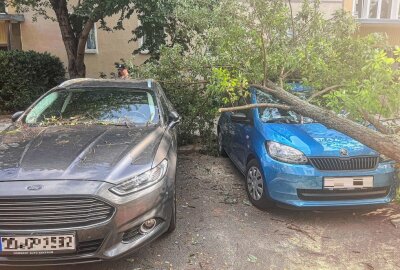 Umgestürzter Baum verursacht hohen Sachschaden - Am Montagabend hat ein umgestürzter Baum einen hohen Sachschaden angerichtet. Foto: xcitepress