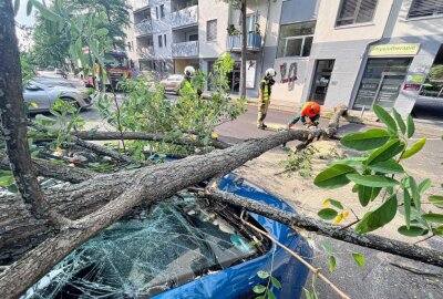 Umgestürzter Baum verursacht hohen Sachschaden - Am Montagabend hat ein umgestürzter Baum einen hohen Sachschaden angerichtet. Foto: xcitepress