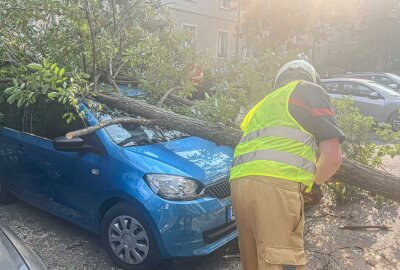 Umgestürzter Baum verursacht hohen Sachschaden - Am Montagabend hat ein umgestürzter Baum einen hohen Sachschaden angerichtet. Foto: xcitepress