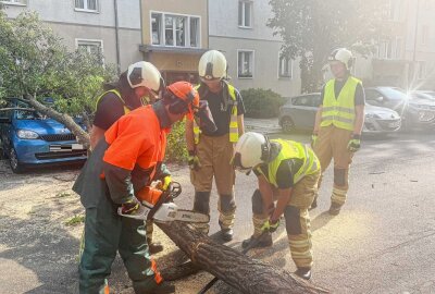 Umgestürzter Baum verursacht hohen Sachschaden - Am Montagabend hat ein umgestürzter Baum einen hohen Sachschaden angerichtet. Foto: xcitepress