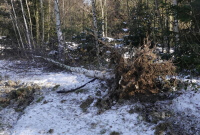 Unfall auf der B174: Fahrer kommt von Fahrbahn ab und kollidiert mit Baum - Das Fahrzeug kollidierte mit einem Baum.