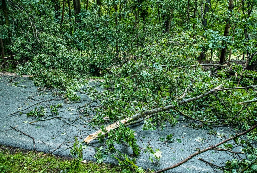 Unwetter in Sachsen: Sturmschäden durch umgestürzte Bäume im Vogtland - In Unterheinsdorf wurden zahlreiche Baumkronen auf mehrere hundert Meter Länge abgerissen und auf die Straße geschleudert. Foto: André März