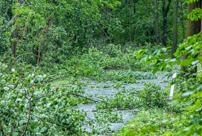 Unwetter in Sachsen: Sturmschäden durch umgestürzte Bäume im Vogtland - Am Samstagnachmittag kommt es zu Sturmschäden auf der K 7123 bei Unterheinsdorf. Foto: André März