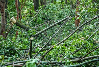 Unwetter in Sachsen: Sturmschäden durch umgestürzte Bäume im Vogtland - Am Samstagnachmittag kommt es zu Sturmschäden auf der K 7123 bei Unterheinsdorf. Foto: André März