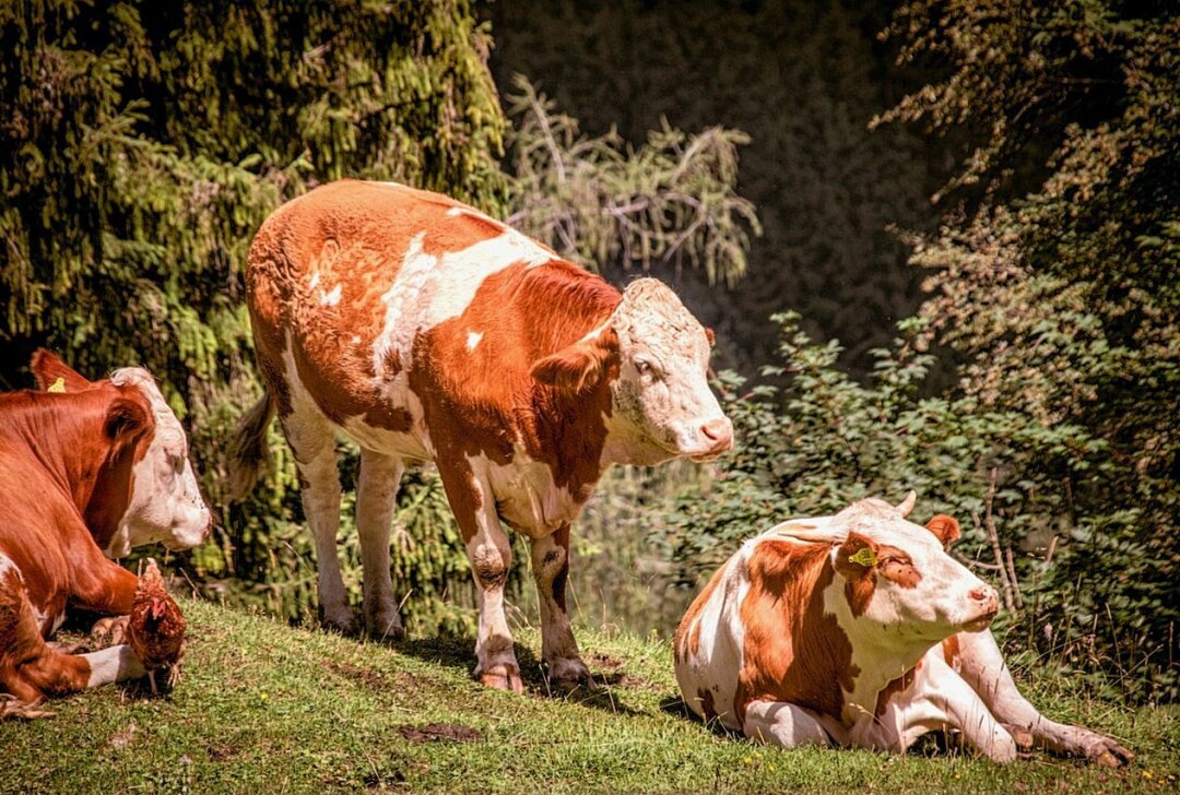 Update: Entlaufener 600 Kilogramm-Bulle im Erzgebirge durch Jäger erlegt - Ein 600 Kilogramm schwerer Bulle der Rasse "Simmentaler Fleckvieh" ist seit Montag nicht auffindbar. Foto: Symbolbild/pixabay/analogicus