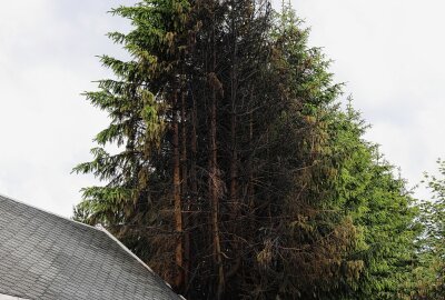 Update: Feuerwehreinsatz in Johanngeorgenstadt: Carport steht in Flammen - Das Feuer griff auf umstehende Bäume und Hecken über. Foto: Niko Mutschmann