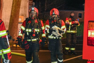 Rettung in letzter Minute: Atemschutzträger konnten während der Löscharbeiten eine verängstigte Katze aus den Flammen bergen und in Sicherheit bringen. Foto: EHL Media/Dietmar Thomas/Michel Köhler