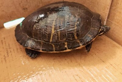 Verlassene Schildkröte in Kamenz gerettet: Wer vermisst sein Haustier? - Die Polizei sucht die Besitzer des geretteten Reptils. Foto: Polizeidirektion Görlitz
