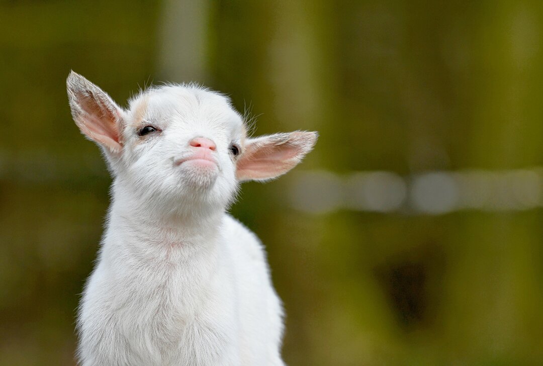 Verstoß gegen Tierschutzgesetz: Vandalen töten Lämmer auf Schafweide - Unbekannte haben zwei Lämmer getötet und ihre Körperteile abgetrennt. Foto: Adobe Stock / Carola Schubbel