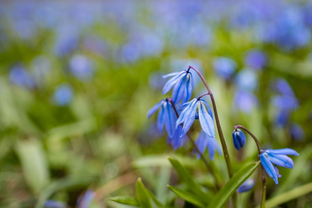 Verwildernde Zwiebeln verzaubern im Frühjahr den Garten - Hingucker: Das Blausternchen (Scilla siberica) kann gut im Herbst in die Erde.