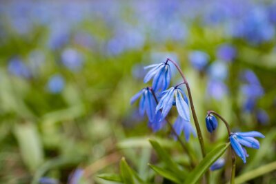 Verwildernde Zwiebeln verzaubern im Frühjahr den Garten - Hingucker: Das Blausternchen (Scilla siberica) kann gut im Herbst in die Erde.