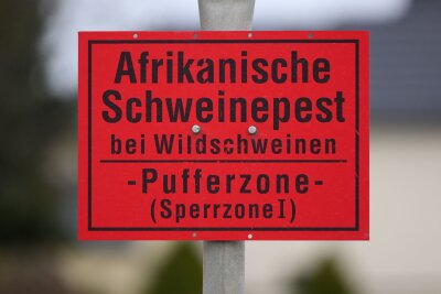 Veterinäre proben Einsatz gegen Schweinepest - Seit 2020 hat Sachsen mit Ausbrüchen der Afrikanischen Schweinepest bei Wildschweinen zu kämpfen. Laut Gesundheitsministerium wurde die Tierseuche aber eingedämmt (Archivbild).