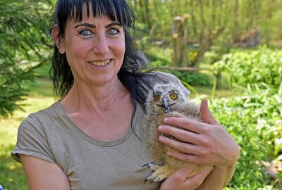 Vögel laden auf die Augustusburg ein - Zum 1. Mai 2024 hat Michael Löbel seine Falknerei in Augustusburg wiedereröffnet. Antje Löbel hütet einen von zwei drei Wochen alten Uhus namens Ruth. Foto: Christof Heyden