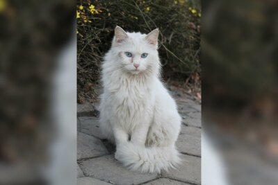 Von süßen Augen zu schweren Leiden: Warum Schönheit bei Katzen nicht alles ist - Die Zucht von reinweißen Katzen kann häufig zu angeborener Taubheit führen, insbesondere wenn gezielt auf die weiße Fellfarbe hingearbeitet wird. Symbolbild. Foto: Pixabay/AmberShadow