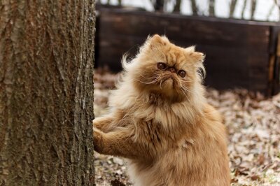 Von süßen Augen zu schweren Leiden: Warum Schönheit bei Katzen nicht alles ist - Perserkatzen weisen wie Bulldoggen und Möpse eine ausgeprägte Kurzköpfigkeit auf, die als Brachycephales Syndrom bekannt ist. Symbolbild. Foto: Pixabay/ lindarczyk