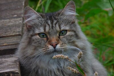 Von süßen Augen zu schweren Leiden: Warum Schönheit bei Katzen nicht alles ist - Die Norwegische Waldkatze gehört nicht zu den Qualzuchten. Symbolbild. Foto: Pixabay