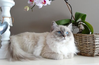 Von süßen Augen zu schweren Leiden: Warum Schönheit bei Katzen nicht alles ist - Die Ragdoll-Katze ist keine Qualzucht. Symbolbild. Foto: Pixabay/Kadisha