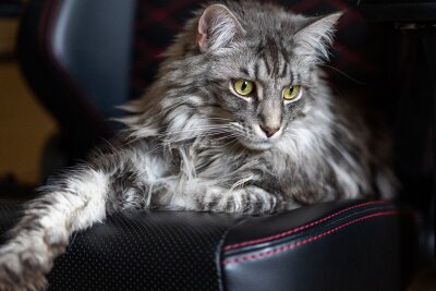 Von süßen Augen zu schweren Leiden: Warum Schönheit bei Katzen nicht alles ist - Die Maine Coon gehört nicht zu den Qualzuchten. Symbolbild. Foto: Pixabay/VBlock