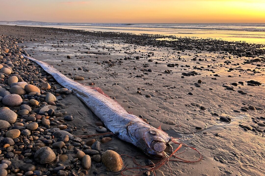 Von wegen Weltuntergang - Forschende begeistert über Fische - Dieser etwa drei Meter lange Riemenfisch wurde in Kalifornien an den Strand gespült. 