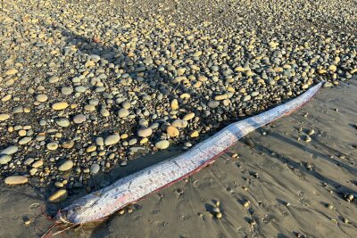 Von wegen Weltuntergang - Forschende begeistert über Fische - Riemenfische können bis zu neun Meter lang werden. 