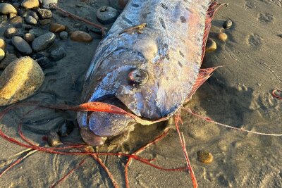 Von wegen Weltuntergang - Forschende begeistert über Fische - Riemenfische fallen durch ihre Länge und durch hellrote Flossen auf. 