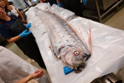 Von wegen Weltuntergang - Forschende begeistert über Fische - Bisher sind Riemenfische nur wenig untersucht.