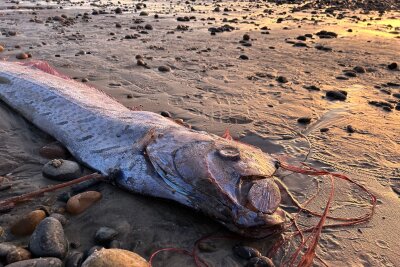 Von wegen Weltuntergang - Forschende begeistert über Fische - Fotos der selten angespülten Tiere machen im Internet häufig schnell die Runde.