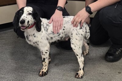 Vor acht Jahren gestohlen: Polizei findet Hund in England - Acht Jahre war Daisy verschwunden.