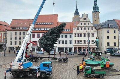 Vorbereitungen auf Hochtouren: So schön wird der Freiberger Weihnachtsmarkt - Endlich angekommen nach abenteuerlicher Fahrt - der Freiberger Weihnachtsbaum für den Christmarkt.