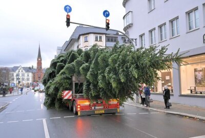 Vorfreude auf den Advent: Weihnachtsbäume für Aue-Bad Schlema aufgestellt - Der Weihnachtbaum für den Altmarkt in Aue ist mit dem LKW transportiert worden.