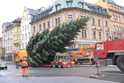 Vorfreude auf den Advent: Weihnachtsbäume für Aue-Bad Schlema aufgestellt - Der Weihnachtbaum für den Altmarkt in Aue ist mit dem LKW transportiert worden.