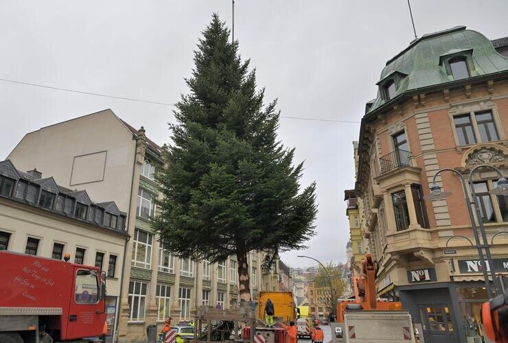 Vorfreude auf den Advent: Weihnachtsbäume für Aue-Bad Schlema aufgestellt - Auf dem Altmarkt in Aue ist der Weihnachtsbaum aufgestellt worden.